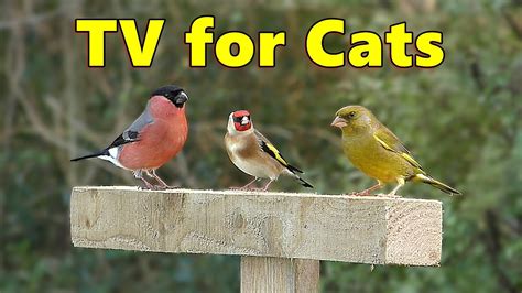 video of birds for cats to watch